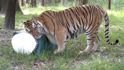 Quarantine Essentials With BIG Cats!