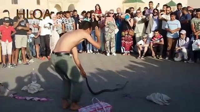 افعى تهاجم صياد الافاعي