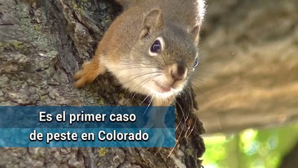 Emiten alerta sanitaria por ardilla con peste bubónica en EU