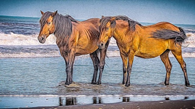 Outer Banks Officials Issue Dire Warning After Young Wild Horse Chokes on Apple, Dies