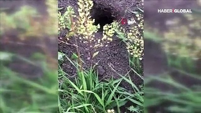 Ardahan'da nesli tükenmekte olan alaca sansar görüldü