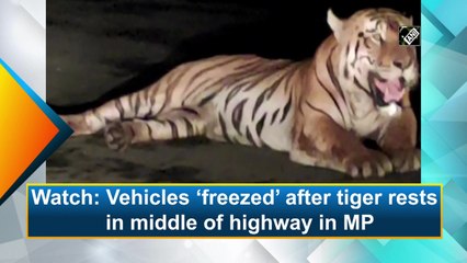 Vehicles ‘freeze’ after tiger rests in middle of highway in Madhya Pradesh