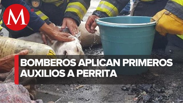 Bomberos tapatíos rescatan a perrita tras incendio