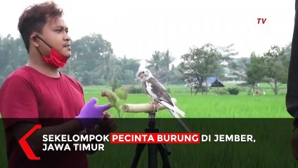 Aksi Pecinta Burung Lepaskan Burung Kesayangannya