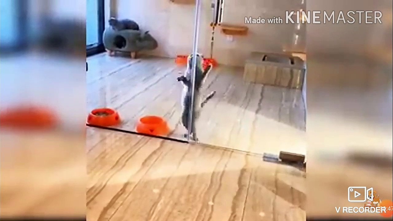 Funny  cats video