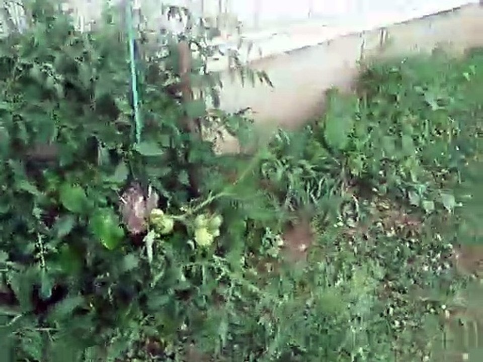 Total Tomato