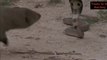 Amazing Snake Python King Cobra Big Battle In The Desert Mongoose | Amazing Attack of Animals |animals |zoo|snake|lion|horserace|animalsurvive|desert|india|affrica|amazone
