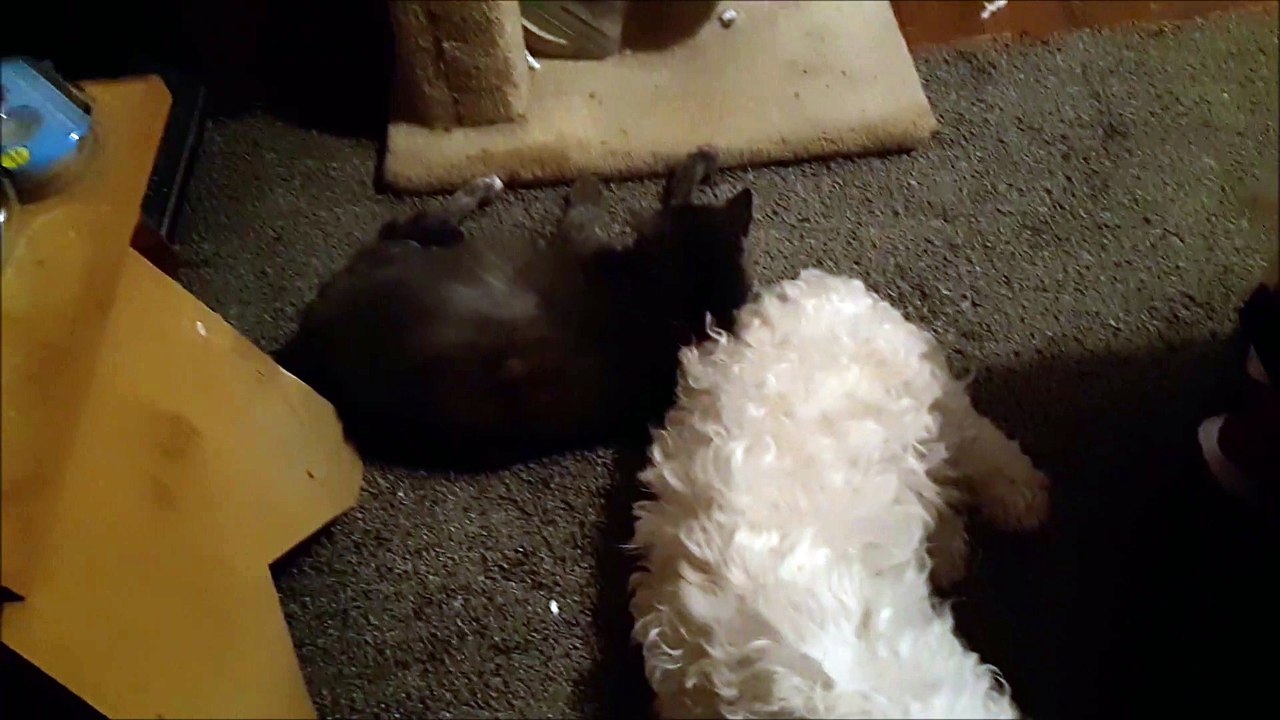 Two Sister Pets Together