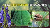 Three Terrifying Plants to Stay Away From