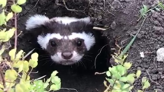 Ardahan’da nesli tükenmekte olan alaca sansar görüldü