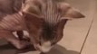 Cat Sniffs bug Moving on Floor and Starts Gagging