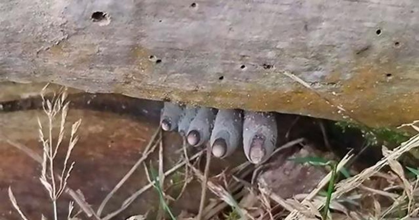 Des champignon terrifiants qui ressemblent à des doigts de zombies