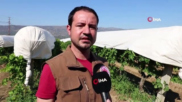 Sarıgöl Ovası beyaz örtüyle kaplanıyor