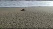 Nacen más de 100 crías de tortuga boba en una playa del Caribe colombiano