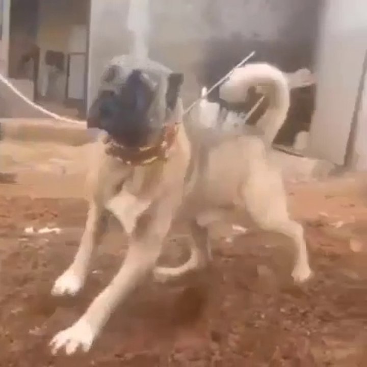 4*4 ANADOLU COBAN KOPEGi MUBAREK - 4*4 ANATOLiAN SHEPHERD DOG