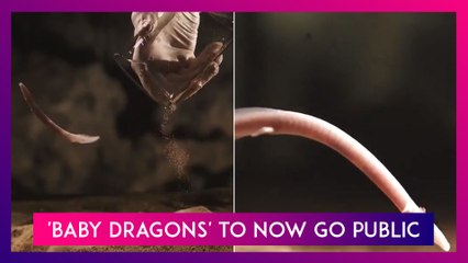 'Baby Dragons' in Slovenian Cave To Now Go Public! Know More About The Protected Eel-Like Species
