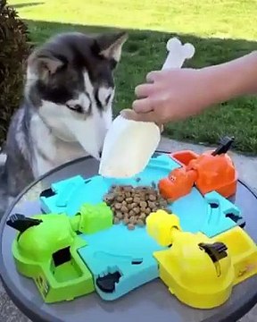 Ce chien est un vrai champion au jeu Hippos gloutons