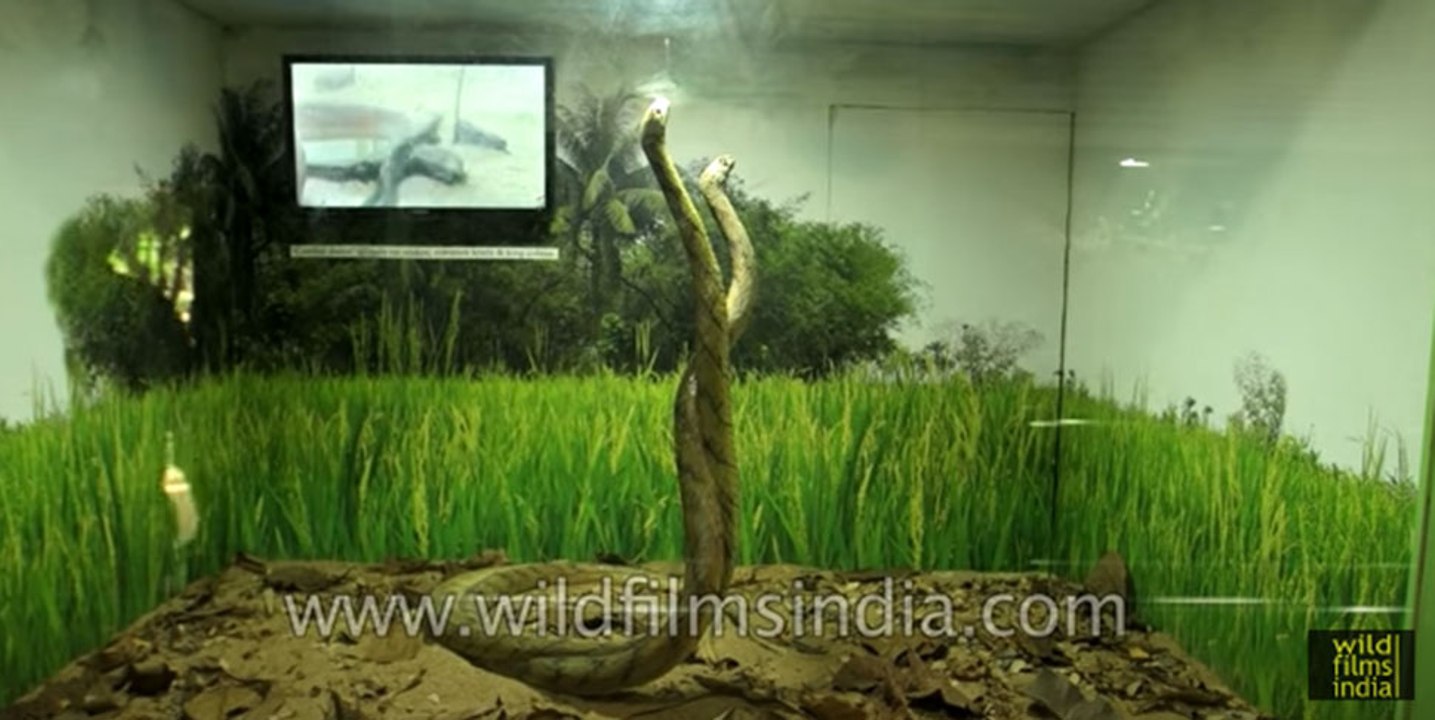 Guindy Snake Park - India’s first reptile park in Chennai