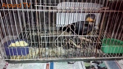 ময়না পাখির কথা বলা -  Lokkho takar Moyna pakhi kie bolei - অ্যামেজিং টকিং ভারতীয় পার্বত্য  বার্ড