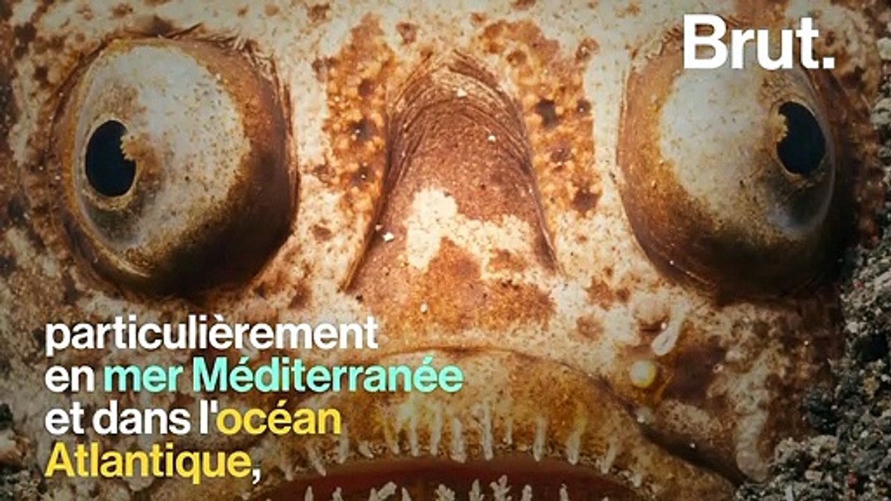 Les uranoscopidés, ces poissons qui hantent le fond des océans