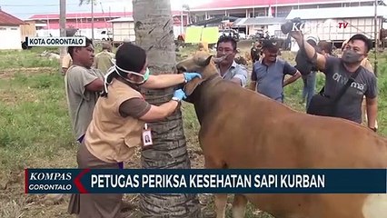 Petugas Periksa Kesehatan Sapi Kurban