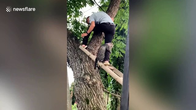 Cat clings to rescuer's leg tightly when being saved from tree in China