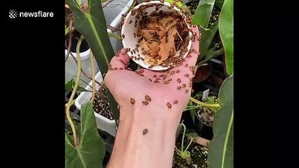 US man lets DOZENS of bugs crawl over his hand