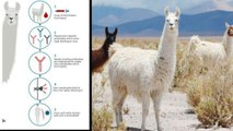 COVID-19 : Coronavirus ను మట్టుబెట్టే యాంటీబాడీస్ Llamas జంతువుల్లో.. తేల్చేసిన అధ్యయనం! || Oneindia