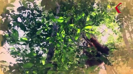 Danau Laut Tawar Dan Goa Kerbau Sepanjang 35 KM Ini Ada Di Takengon