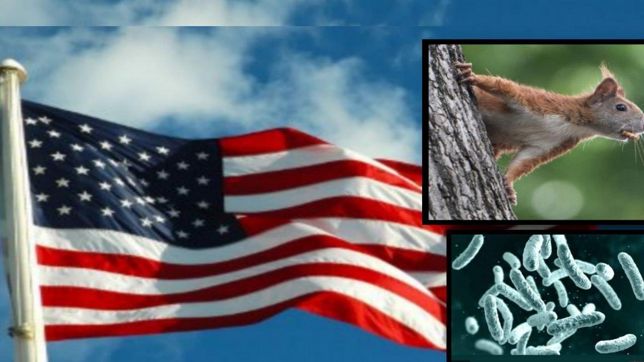 Bubonic Plague : అమెరికాలో ఉడుతకు Bubonic Plague పాజిటివ్‌! || Oneindia Telugu