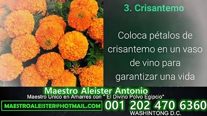 Plantas para atraer la buena suerte en el hogar