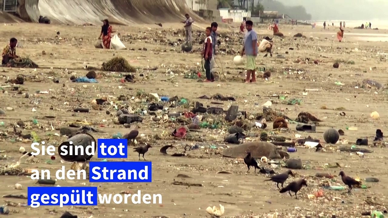 160 in Plastikmüll verfangene Meeresschildkröten in Bangladesch gerettet