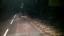 "Ajuntamento" de javalis em estrada de Mértola (Beja) surpreende os condutores