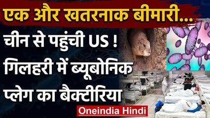 Plague: China से America पहुंची एक और खतरनाक बीमारी, इस बार गिलहरी का आतंक | वनइंडिया हिंदी