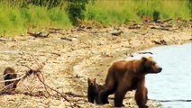 Grizzly Bears catching Fish in Alaska