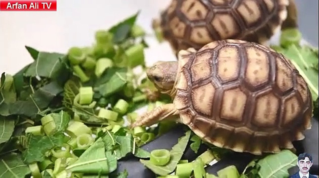 Small Baby Animals Cute and Funny Video 2020,by Arfan Ali TV.