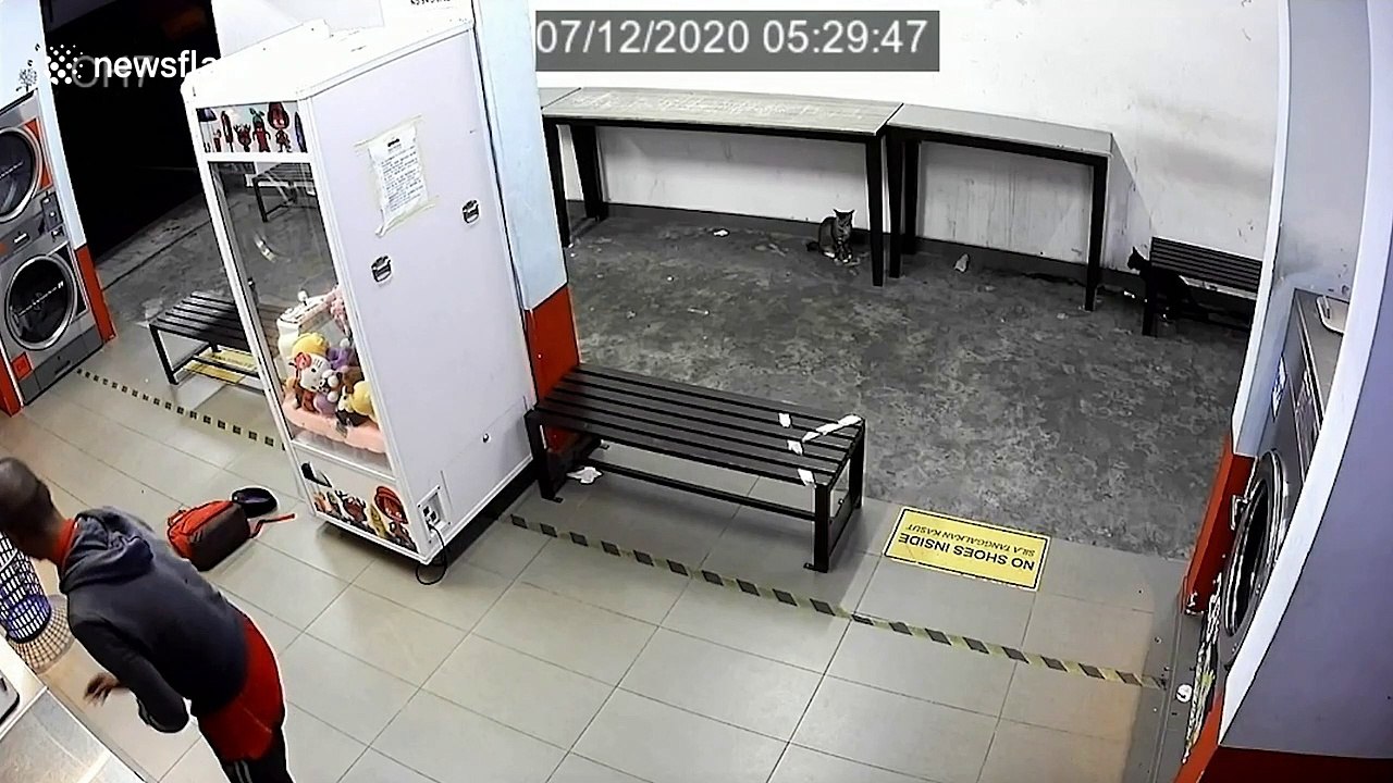 Man arrested after putting three cats into laundrette washing machines in Malaysia