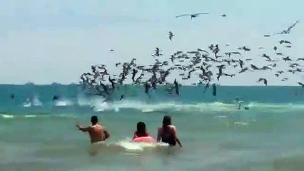 Quand des centaines de pélicans plongent tous ensemble pour pecher
