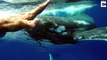 Une baleine protège ce plongeur d'un grand requin blanc
