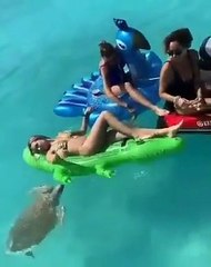 Ces tortues de mer n'aiment pas les touristes qui bronzent