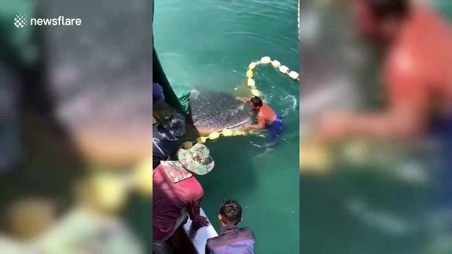 Fishermen rescue whale shark tangled in row of beach buoys off coast of Malaysia