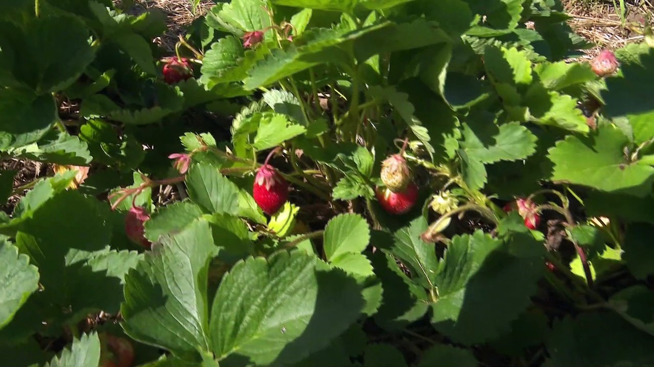 Engouement pour la cueillette de fraises