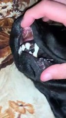 Dash teeth right top canine