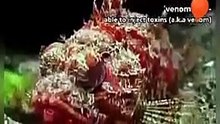 7 most Venomous fishes in the world.
