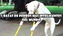 Los 5 Razas de Perros MAS Inteligentes del Mundo