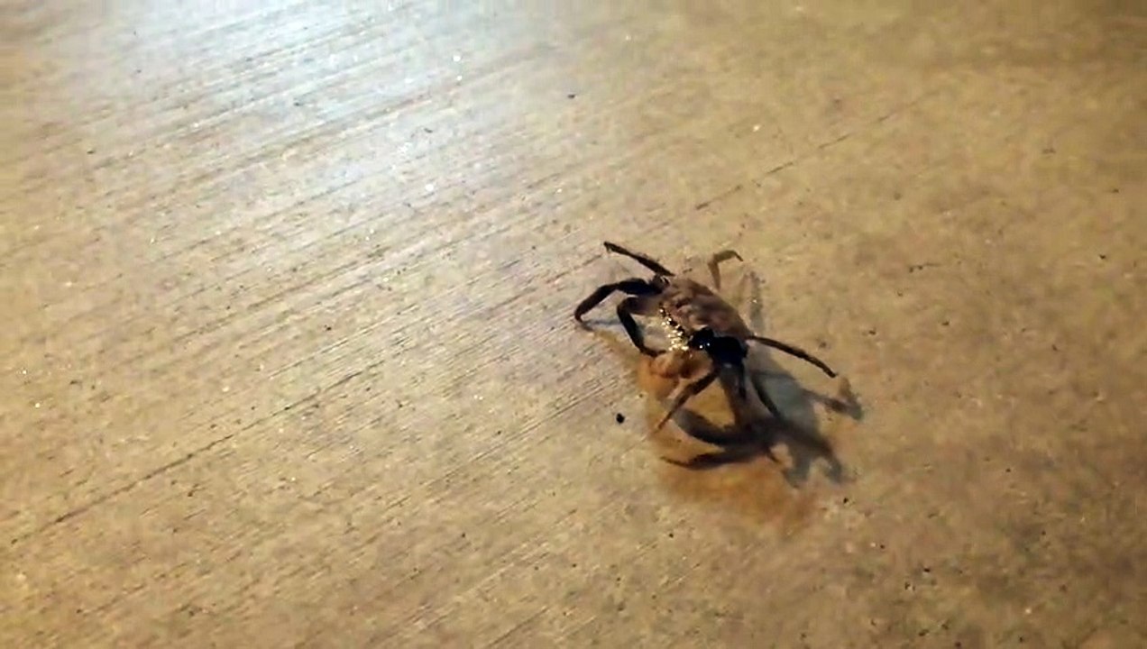 Mr. Crab