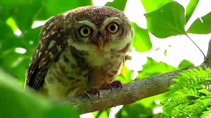 Owl bird sitting up a tree