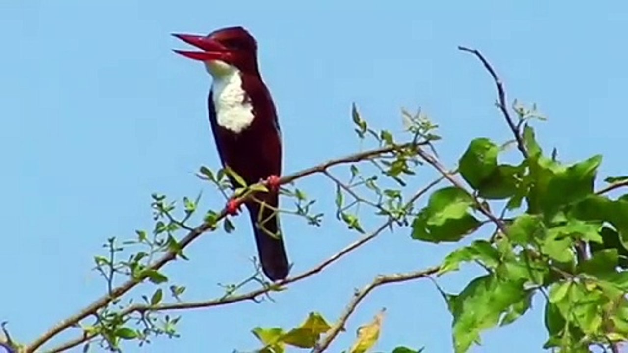 Kingfisher bird video