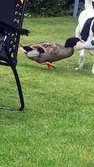 Dog and Duck Play Tug of War