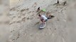 Elsa Pataky y Chris Hemsworth surfean las dunas australianas